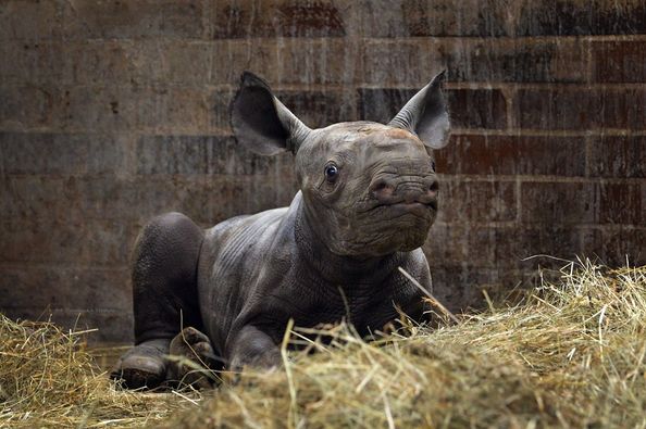 Носорог Київ у чеському зоопарку