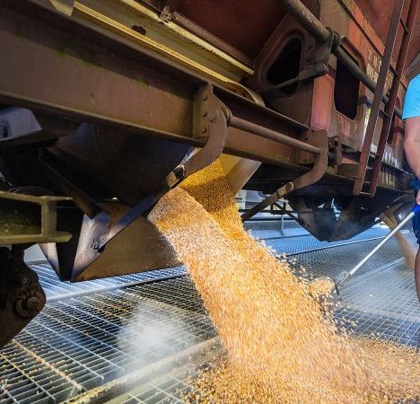Угорщина імпортуватиме з України кукурудзу через рекордний неврожай