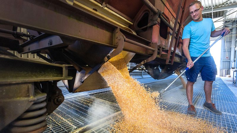 Угорщина імпортуватиме з України кукурудзу через рекордний неврожай